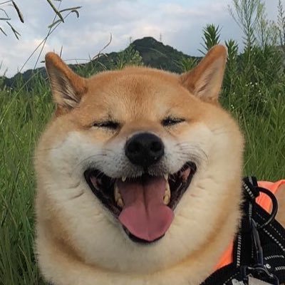 【狩猟】相次いで遺棄される“猟犬”　猟師に欠かせない存在に一体何が…？　「猟期の終わる時期、もう使えない犬は捨てる」  [ごまカンパチ★]