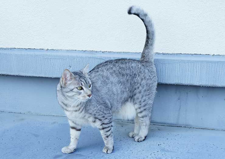 【借りた側が脅迫って・・】女性の車に現金２万円求める脅迫文　“飼いネコ”きっかけに６４歳男を逮捕　【福岡】  [夜のけいちゃん★]