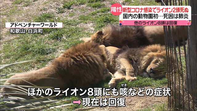 【和歌山】アドベンチャーワールドのライオン2頭が新型コロナに感染して死ぬ 高齢で基礎疾患あり肺炎を発症 担当の飼育員から感染か  [Ailuropoda melanoleuca★]