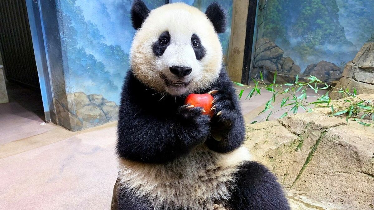 【リーリーとシンシン帰る】上野動物園のパンダ2頭、9月末に中国に返還へ　東京都