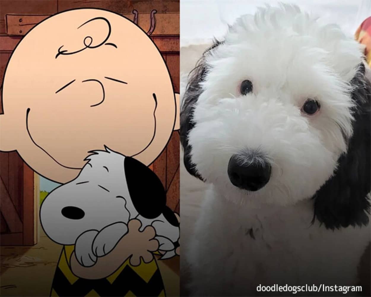 【可愛い】リアル・スヌーピー？かと大人気！そっくりの犬が話題 飼い主情報は非公開もインスタ20万人フォロー  [Ailuropoda melanoleuca★]