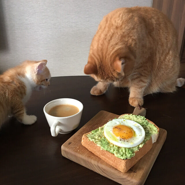 【高いね！】渡辺直美「ニューヨークは食費が高い。朝食で、目玉焼きとパンとツナサラダ食べたら7000円ぐらい」 [シャチ★]