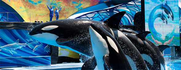 【フランス】水族館閉園でシャチの行先決まらず。日本行きには保護団体が反対