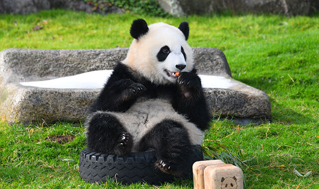 中国、新たなパンダ貸与に前向き　日本との共同保護「歓迎」  ★2  [蚤の市★]