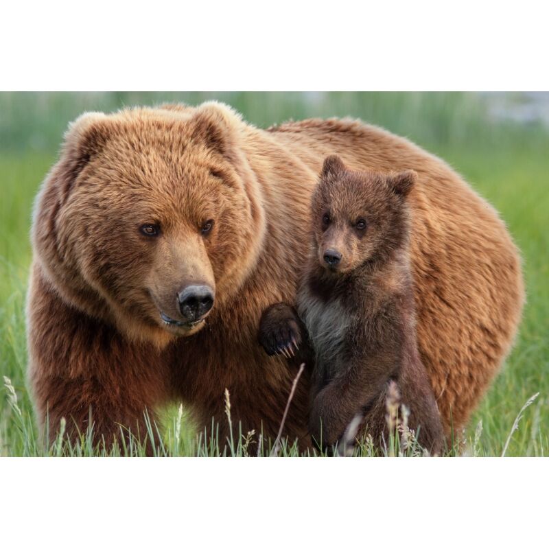 【羅臼のヒグマ】なぜ子熊を殺した」「世界自然遺産を返還しろ」「税金の無駄」2日間で苦情多数　羅臼岳クマに襲われ男性死亡