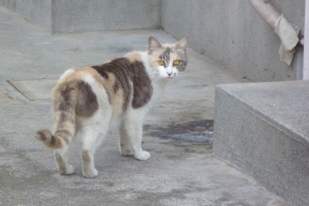 【怒り】猫に暴行の無職(23)を逮捕　猫はその後死亡・名古屋