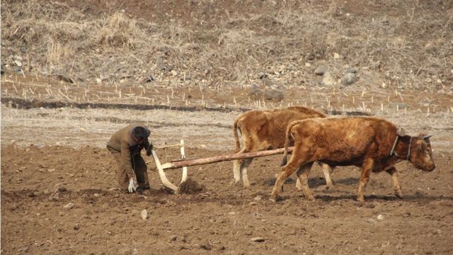 【ミサイル撃ってる場合か】北朝鮮で最悪の食糧難「ジャガイモの皮」が生命線 [11/15]