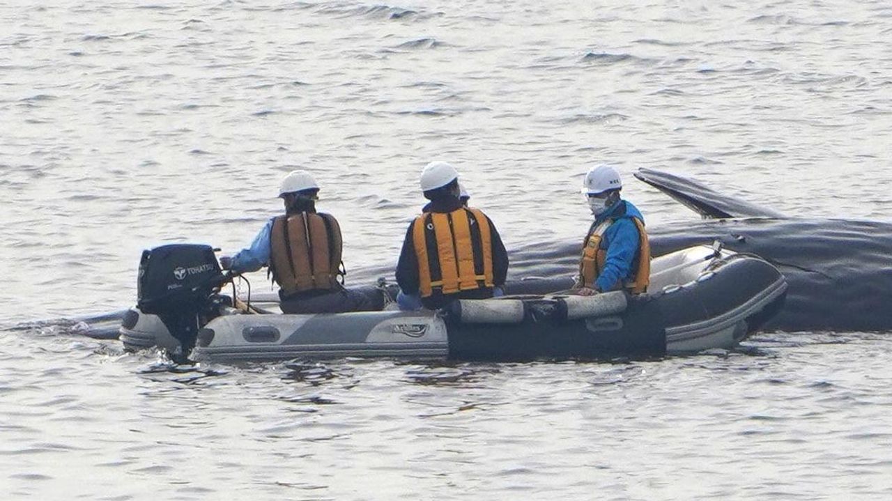 【トロい】“死んだクジラ”川岸近くに　市の対応策 いまだ決まらず