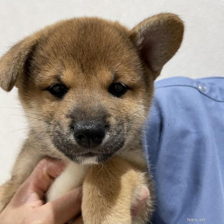 【秋田】「人に馴れる見込みない」 保護犬３１匹、殺処分検討…警戒心依然強く [シャチ★]