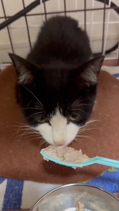 【猫】コオロギを食べてギリギリ生き抜いた子猫を保護