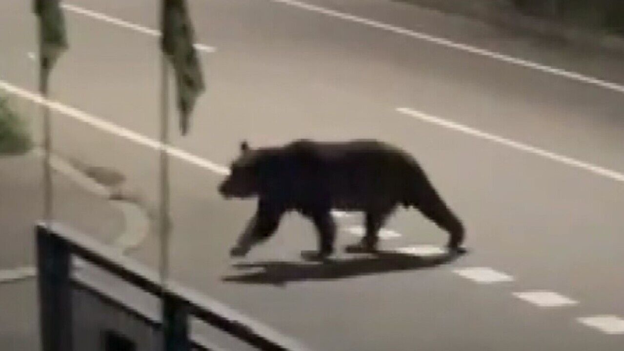 【ヒクマ】「ナイフ持った方がいいかな」新聞配達員の男性_クマから執拗に狙われ…襲撃4日前から何度も目撃