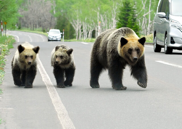 【知床のヒグマ】友人の必死の抵抗も敵わず「良くも悪くも、知床の熊は人を恐れず」人慣れ加速を専門家指摘　世界自然遺産登録後のクマ人身事故は初