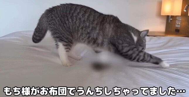 【これは駄目でしょう】ホテルのベッドに猫が排泄も...そのまま撮影続行「さすがに引いた」人気猫YouTuberに批判殺到→動画非公開に  [muffin★]