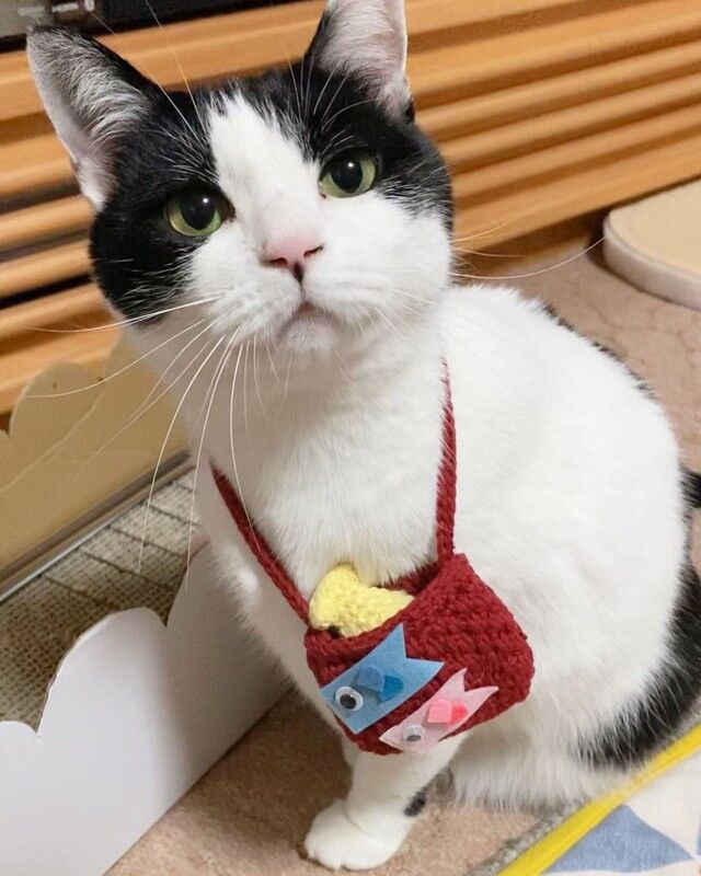 【怒り】解体して食べる動画を公開…　猫を殺した疑いで大学院生の男（24）を逮捕「愛護動物にあたらないと思っていた」★3  [愛の戦士★]