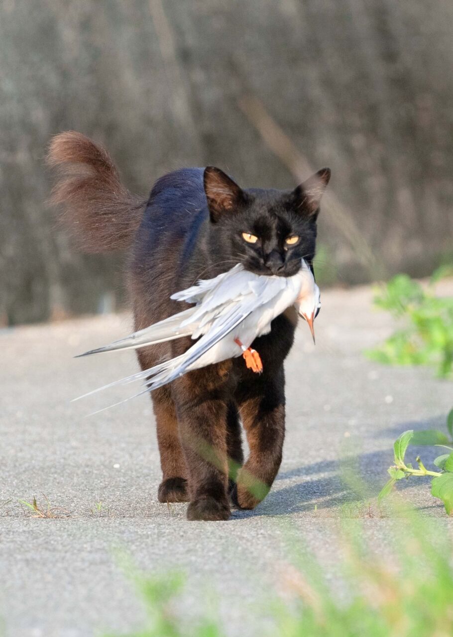 沖縄の外猫、絶滅危惧種を10分で食べ終える　防波堤に並ぶベニアジサシ狩る　うるま市の漁港　「屋外ネコ減を」専門家が警鐘  [ぐれ★]