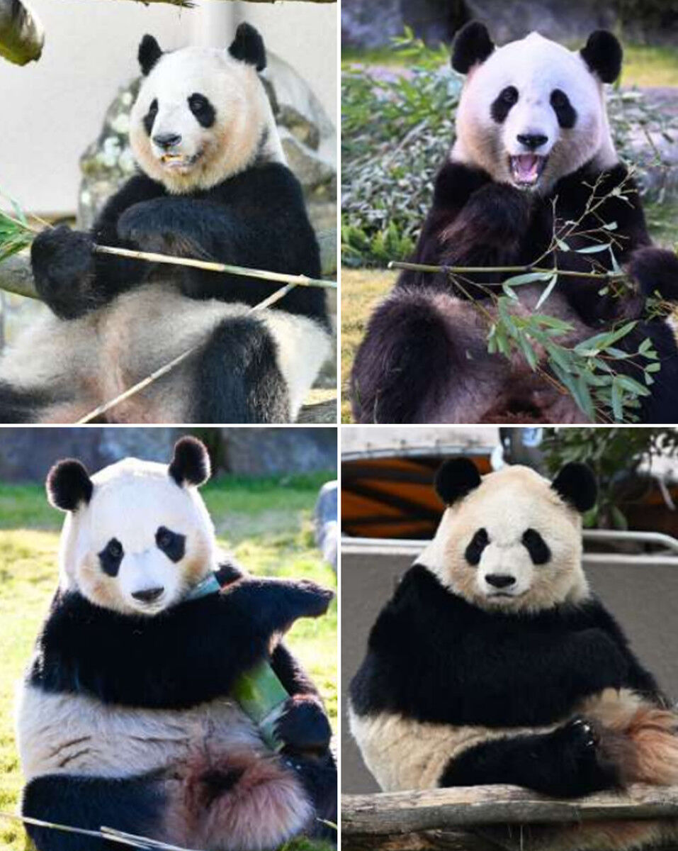 【パンダ帰っちゃうの】和歌山のパンダ４頭、すべて中国に返還へ…日本のパンダは上野動物園だけに  [279771991]