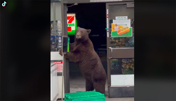 人の食べ物に執着か　ごみ箱あさるヒグマ相次ぐ---北海道福島町