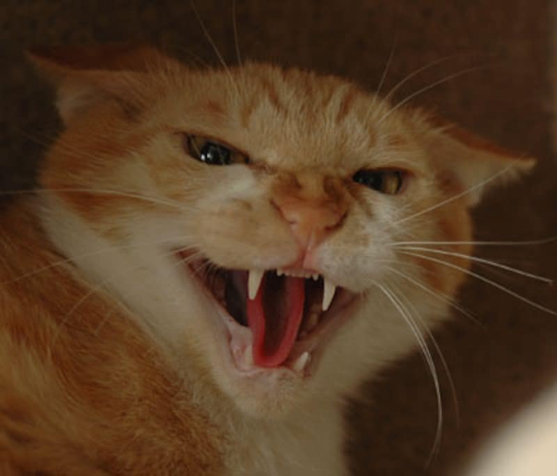 【鬼畜野郎】大学生の男、猫の脚を切断して殺し公園で焼却　ネコ連続不審死についても関与ほのめかす