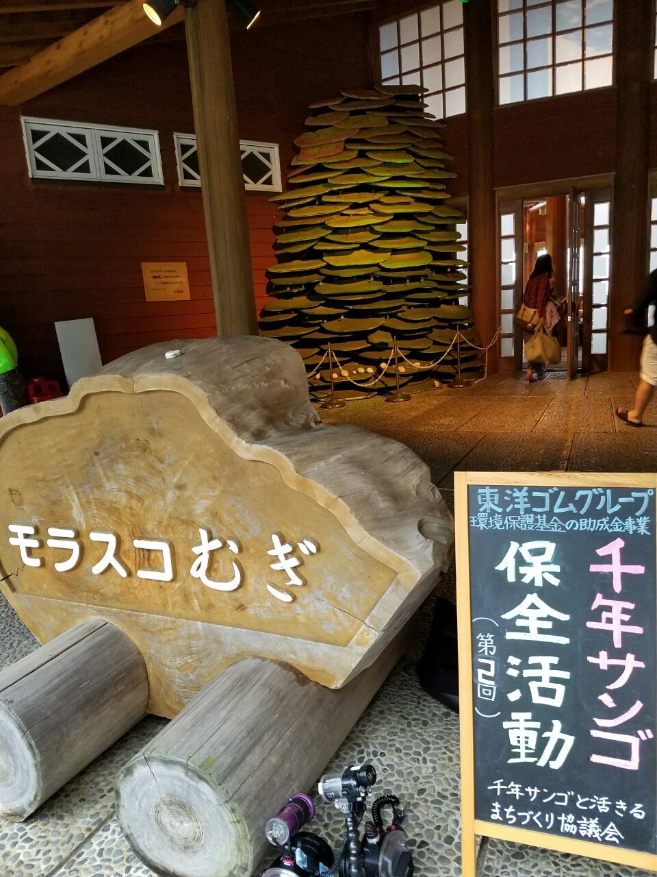 千年サンゴ保全活動in徳島県 牟岐 海苔のfreedom Sea World