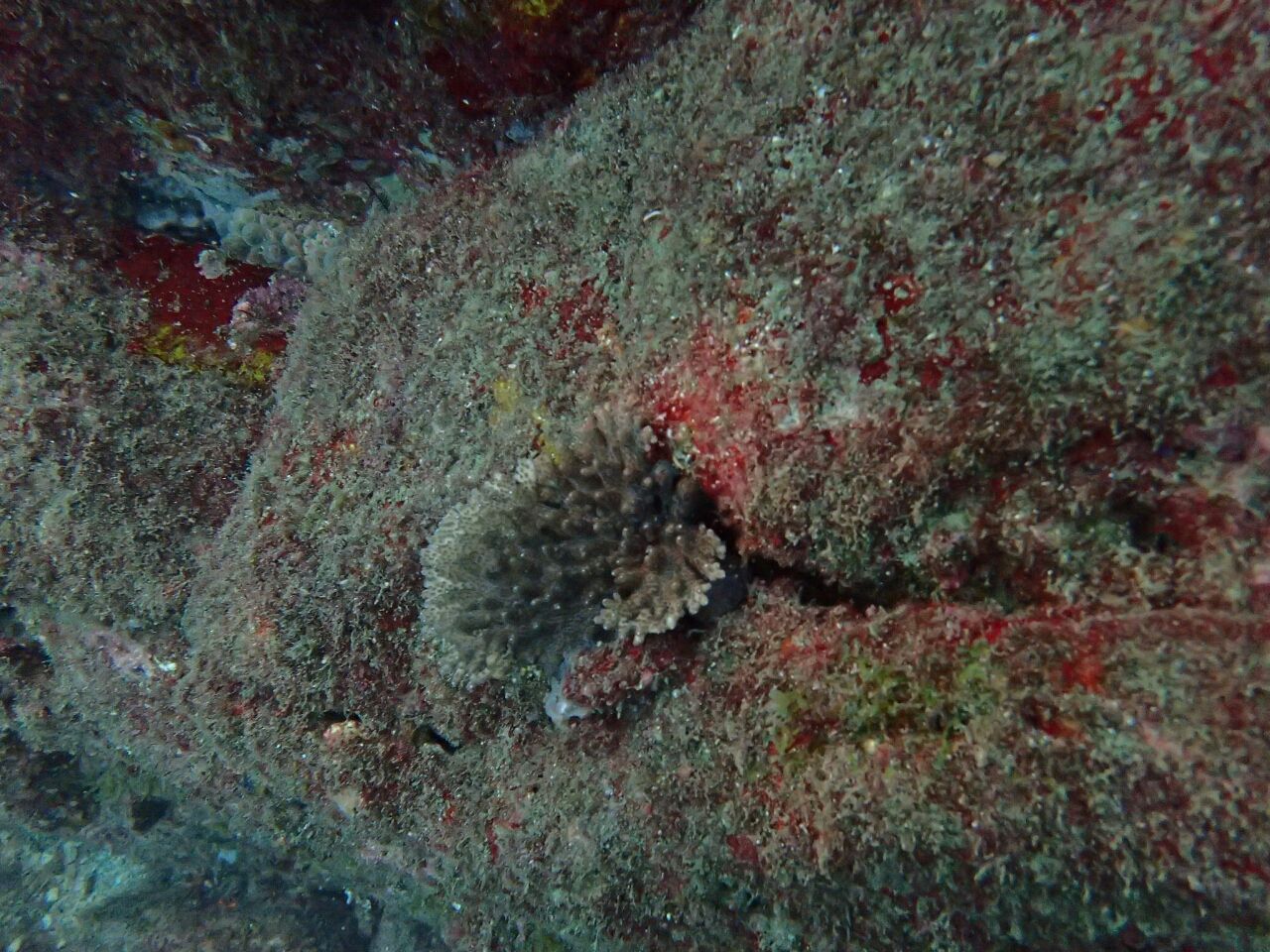 千年サンゴ保全活動in徳島県 牟岐 海苔のfreedom Sea World 千年サンゴ保全活動in徳島県 牟岐 海苔のfreedom Sea World
