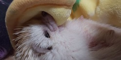 ひっくり返ってもがぶがぶ大魔王