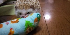 枕がぶりてくてく