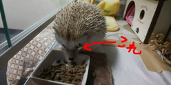 ごはんささってます