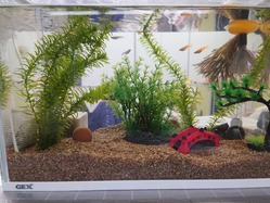 めだかの学校