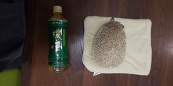 こじさんのおおきさ