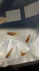 粋な誕生日プレゼント