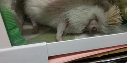 寝顔は天使?!