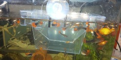魚群発生