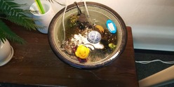 ビオトープ!上見で楽しむ