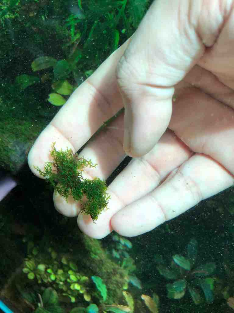 水草水槽の掃除とプレミアムモスの維持管理方法 40代の時間の使い方 Blog