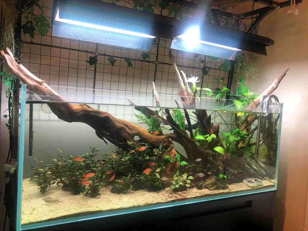 本日で終わります！！アクアリウム引退 全てお譲りします。