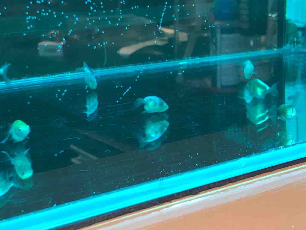 らんちゅう 江戸錦の稚魚を入手しました 40代の時間の使い方 Blog