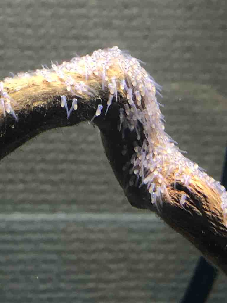 産卵から６日目の稚魚の様子 エンゼルフィッシュ 40代の時間の使い方 Blog
