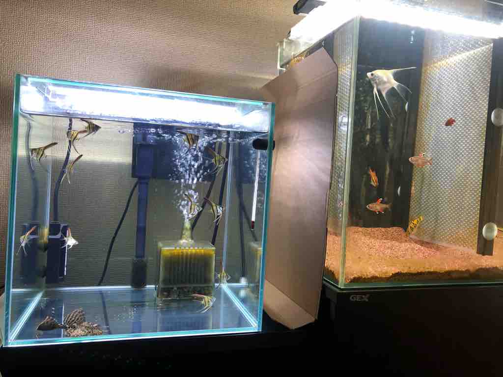 エンゼルフィッシュの稚魚達 2ヶ月半後の姿 40代の時間の使い方 Blog エンゼルフィッシュの稚魚達 2ヶ月半後の姿 40代の時間の使い方 Blog