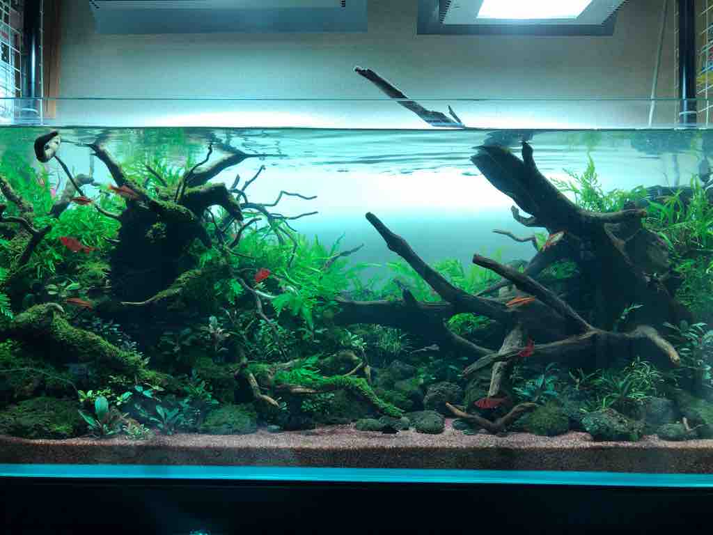 濁った水槽の水を綺麗にする方法 40代の時間の使い方 Blog 濁った水槽の水を綺麗にする方法 40代の時間の使い方 Blog