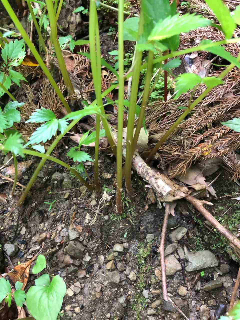 男の料理 その3 山菜 赤ミズの炒め物 40代の時間の使い方 Blog 男の料理 その3 山菜 赤ミズの炒め物 40代の時間の使い方 Blog
