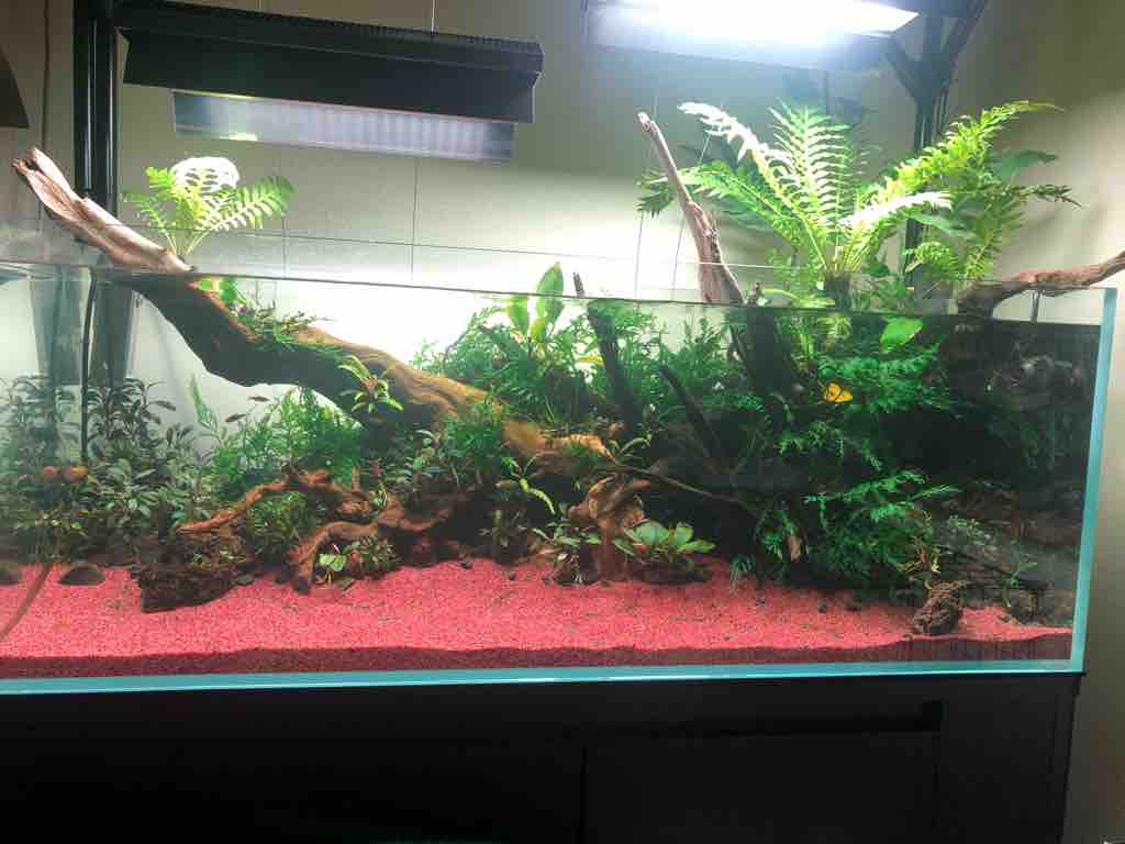 1 水槽の底床変更と45キューブ水槽のリセット 40代の時間の使い方 Blog