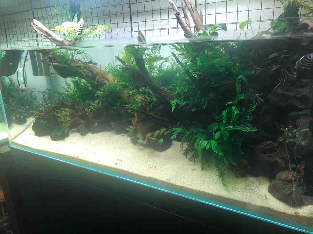 水草水槽を１０ヶ月放置したらこうなった 40代の時間の使い方 Blog