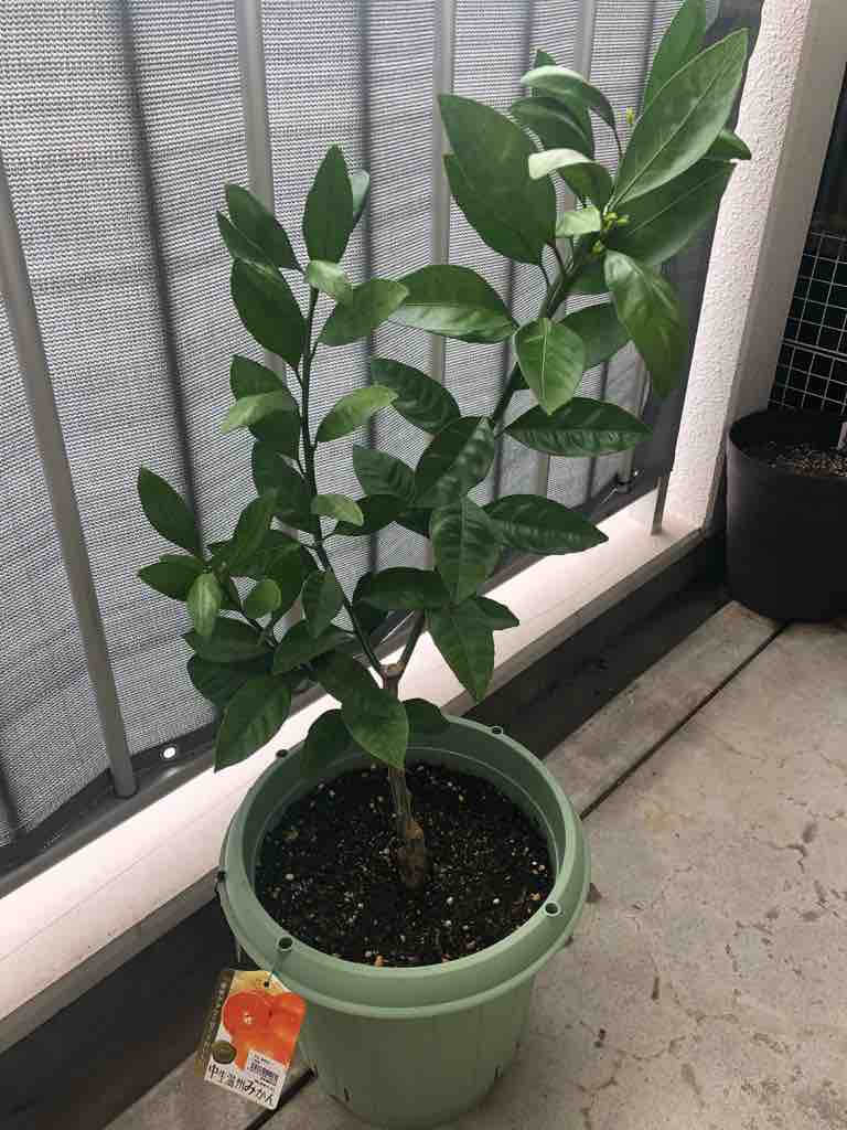 鉢植えみかんの育て方 ５０代の時間の使い方 Blog