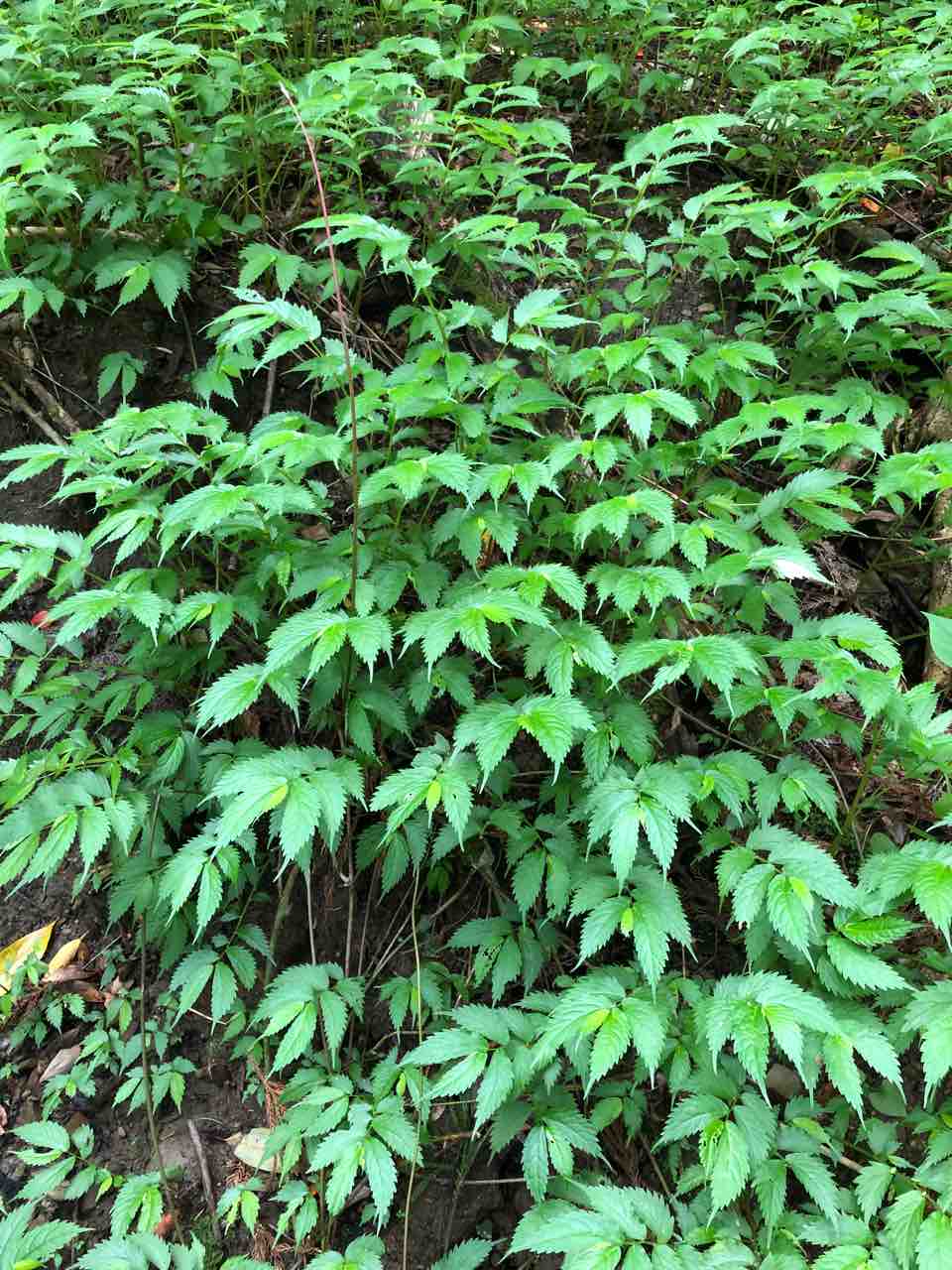 男の料理 その3 山菜 赤ミズの炒め物 40代の時間の使い方 Blog 男の料理 その3 山菜 赤ミズの炒め物 40代の時間の使い方 Blog