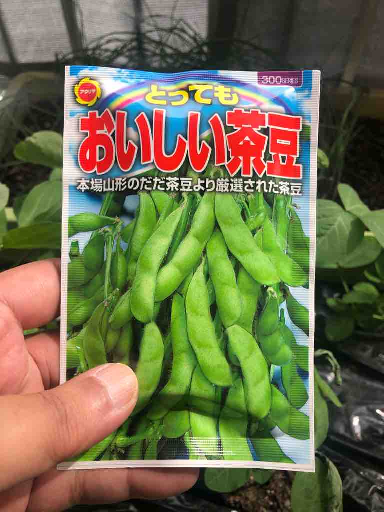 強風被害で枝豆はやり直しに ５０代の時間の使い方 Blog