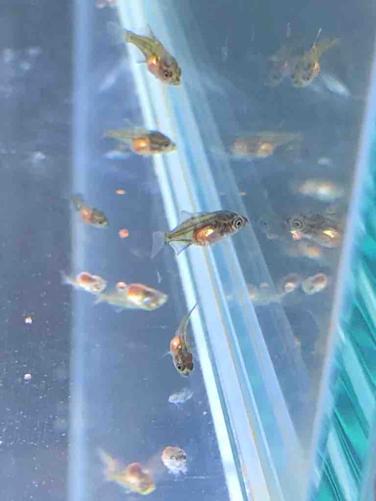 孵化から２４日経過した熱帯魚の稚魚 40代の時間の使い方 Blog