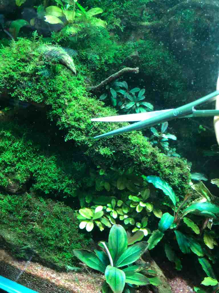 水草水槽の掃除とプレミアムモスの維持管理方法 40代の時間の使い方 Blog