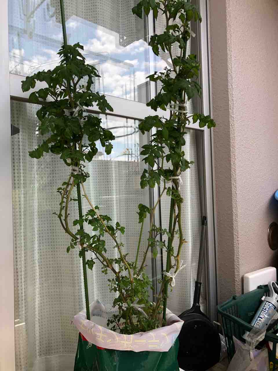 ベランダでトマトが越冬しました 40代の時間の使い方 Blog