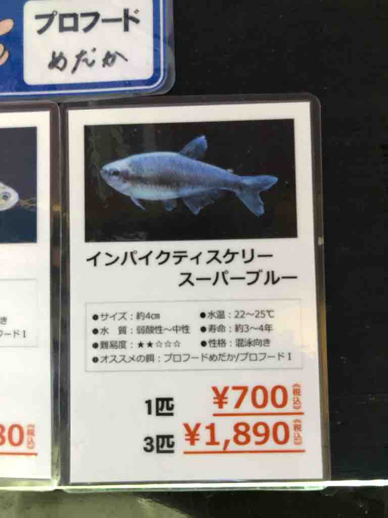 我が家の水槽に居る熱帯魚達の紹介 40代の時間の使い方 Blog 我が家の水槽に居る熱帯魚達の紹介 40代の時間の使い方 Blog