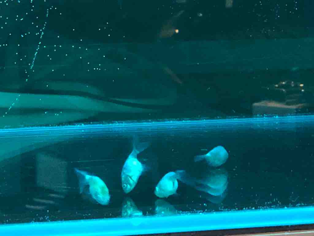らんちゅう 江戸錦の稚魚を入手しました 40代の時間の使い方 Blog